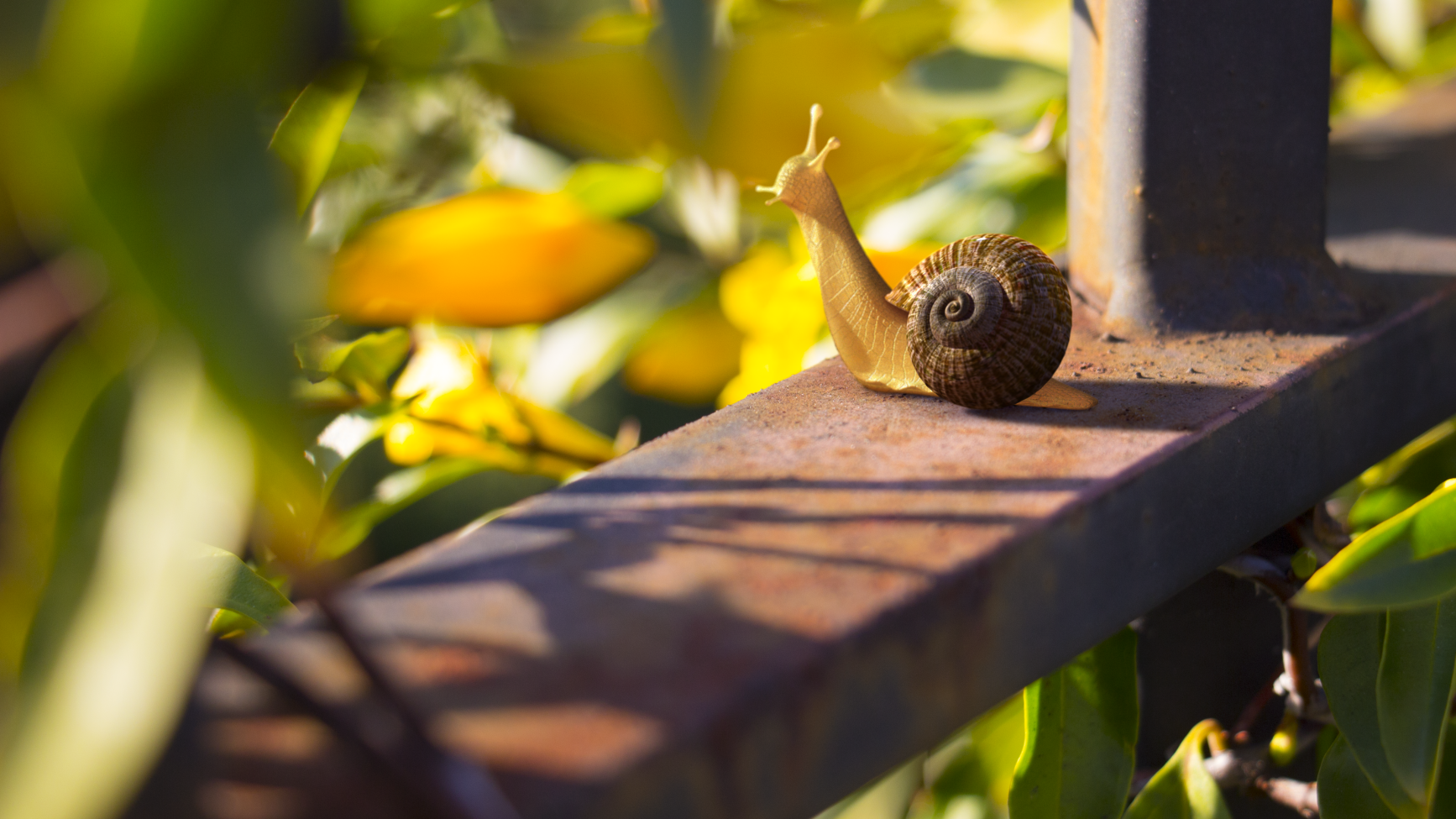 P3_ratwater_match_comp_v11.0006